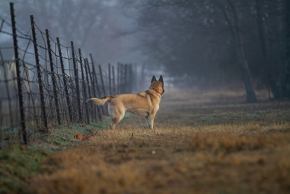 German Shepherd Dog / Siberian Husky Mix "Candy"
