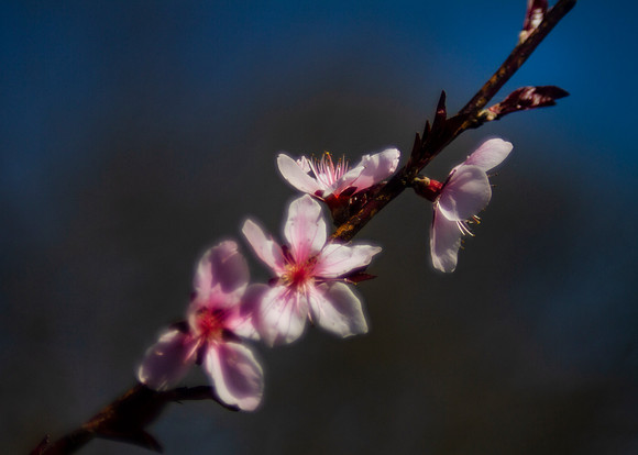 Peach blossoms with selective focus on dark background