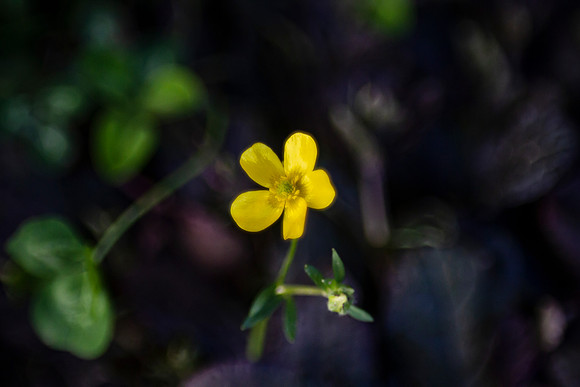 Creeping buttercup flower, yellow wildflower in oklahoma