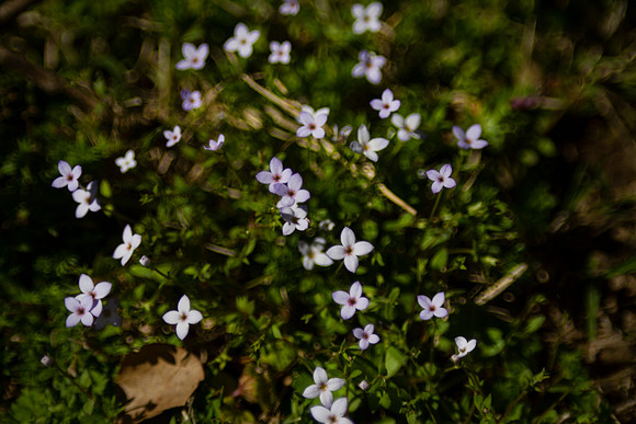 Tiny wildflowers in an Oklahoma Spring with bokeh