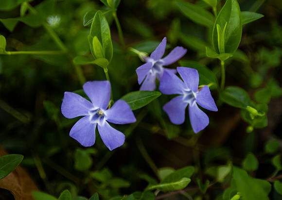 Common Periwinkle, vinca vine with purple flowers