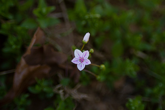 Virginia Spring Beauty wildflower in early spring, Oklahoma