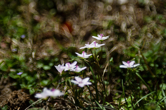 Spring wildflowers with bokeh