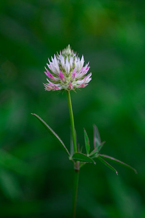 Clover flower with blurred background, vertical