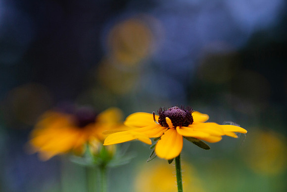 Black eyed susan closeup with blurred background and bokeh