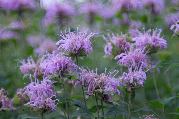 Bee balm blossoms, or Monarda fistulosa