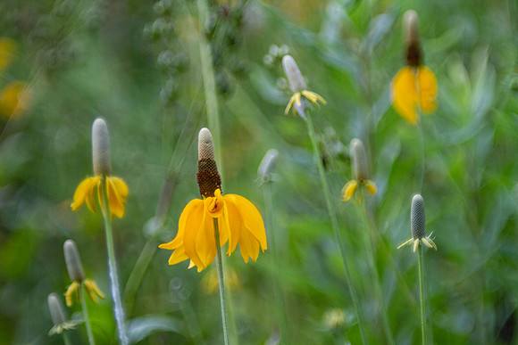 Mexican hat flower (Ratibida columnifera) closeup in the garden