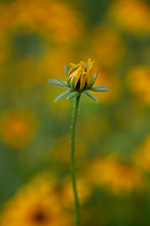 Black eyed susan bud closeup with blurred background and bokeh