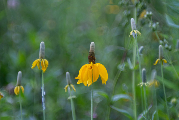 Mexican hat flower (Ratibida columnifera) closeup in the garden