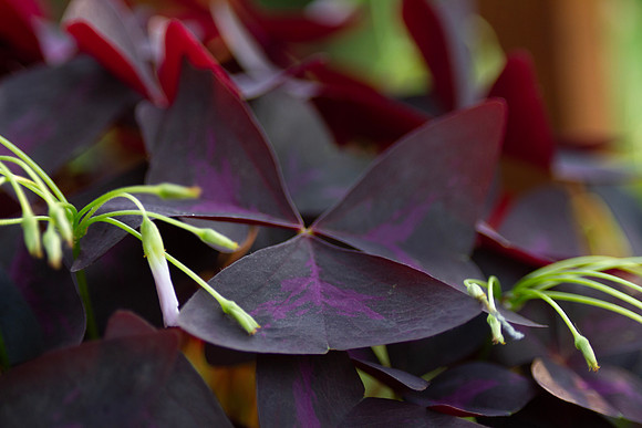 Shamrock plant, Oxalis, detail of leaves and spent flowers