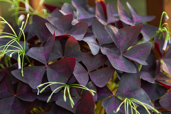 Shamrock plant, Oxalis, detail of leaves and spent flowers