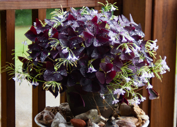 Shamrock plant, Oxalis, with delicate blooms and morning dew