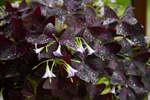 Shamrock plant, Oxalis, with delicate blooms and morning dew