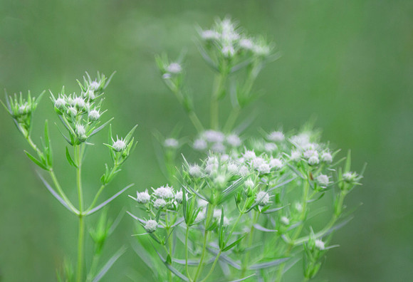 Slender Mountain Mint, closeup of flowers