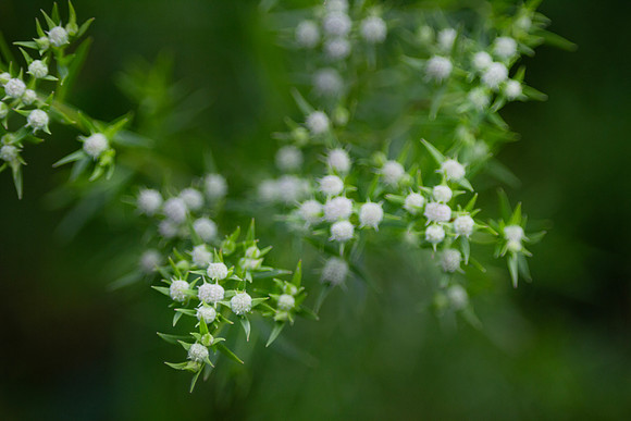 Slender Mountain Mint, closeup of flowers
