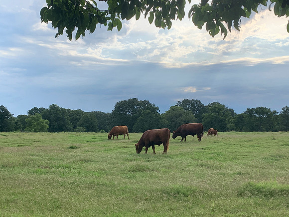 Cattle grazing summer pasture with stormy skies