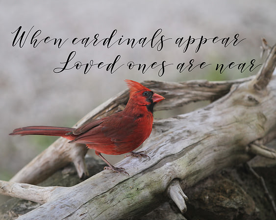 Cardinal Loved ones 8x10