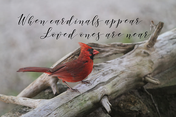 Cardinal Loved Ones 16x24