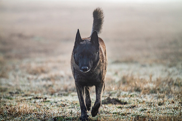 Dutch Shepherd or Holland Shepherd dog on the farm with gate