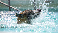 Halo's in the pool