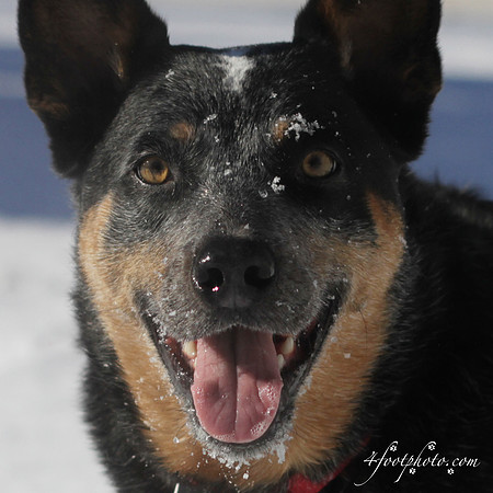 Blue Heeler in the snow