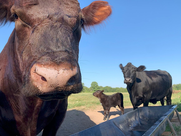 Red Bull, cow and calf on the farm
