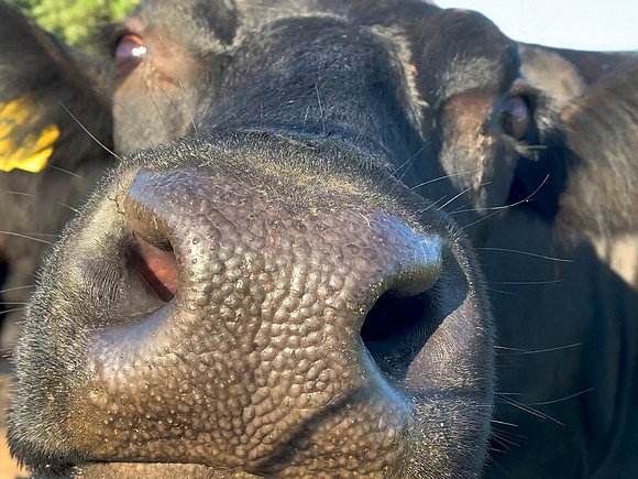 Cow face funny silly closeup
