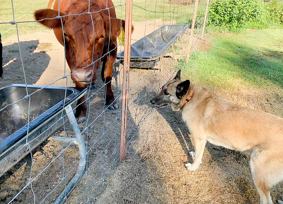 Farm dog and cow at the fence