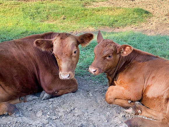 Steers laying in the corral, beef cattle calves resting closeup