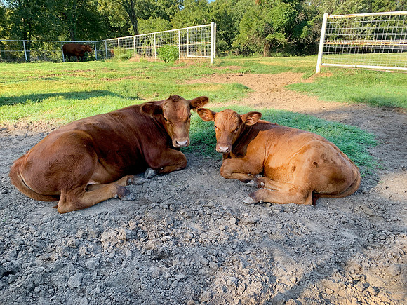 Steers laying in the corral, beef cattle calves resting