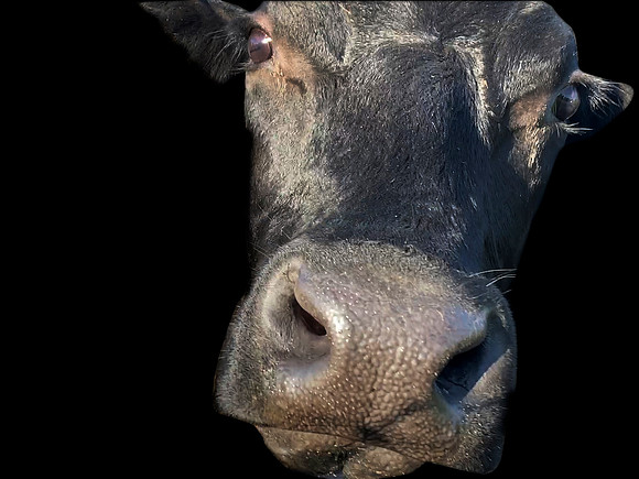Cow face isolated on black background closeup