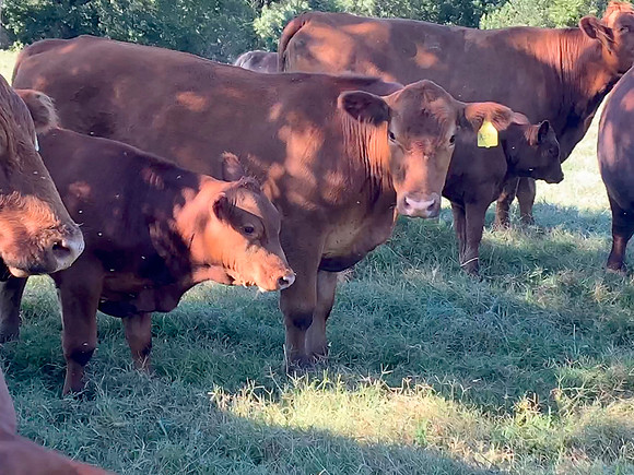 Cows closeup. Peaceful ranch scene.