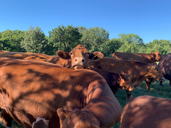 Cows closeup with head resting on another cow. Peaceful ranch sc