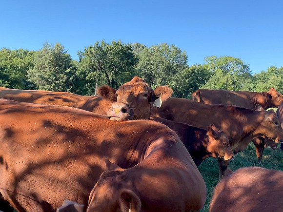 Cows closeup with head resting on another cow. Peaceful ranch sc