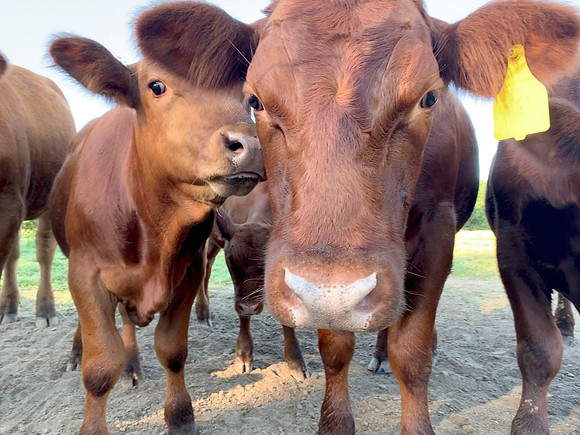 Funny cows closeup