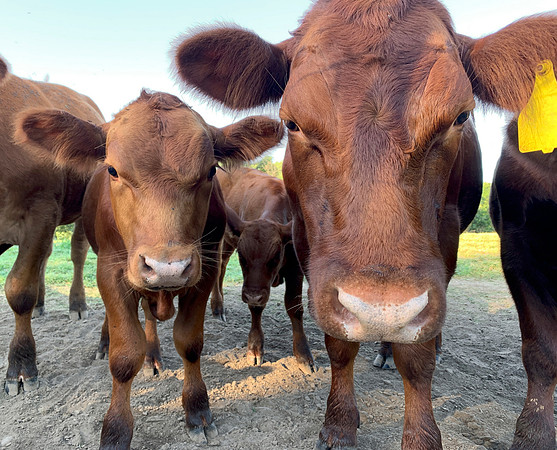 Funny cows closeup, young calves looking at the viewer closeup
