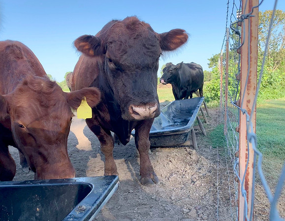 Bull and cows at the feed trough near the fece, closeup