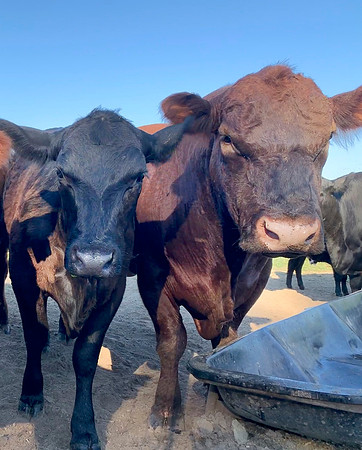 Bull and cows at the feed trough near the fece, closeup