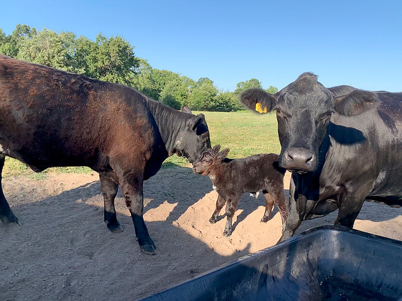 Black cows with baby calf at the feed trough
