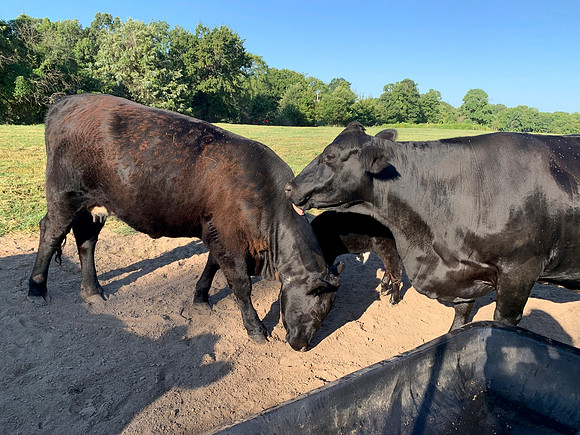 Black cows closeup licking the neck. cows are being affectionate