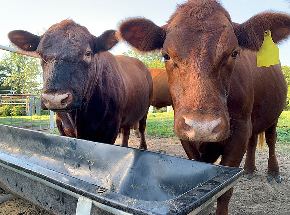 Bull and steer closeup of cattle on the farm