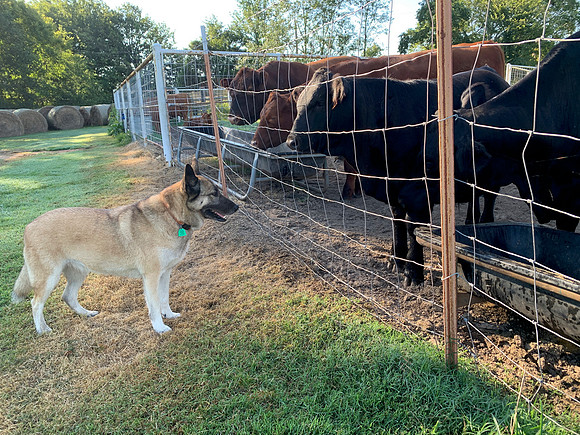Farm dog and cows at the fence
