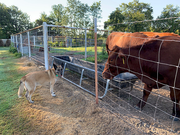 Farm dog and cows at the fence