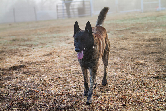 Dutch Shepherd or Holland Shepherd dog  walking