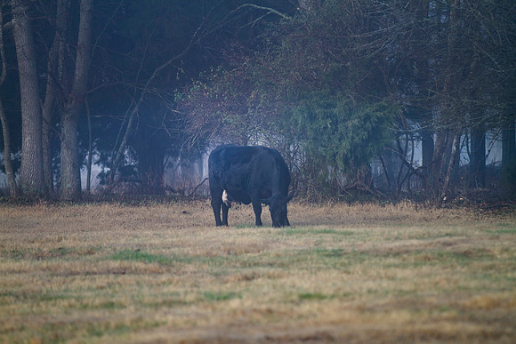 Cow grazing in springtime pasture with copy space
