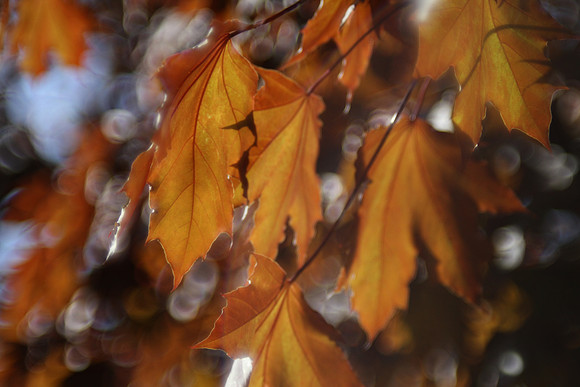 Red Maple Leaves