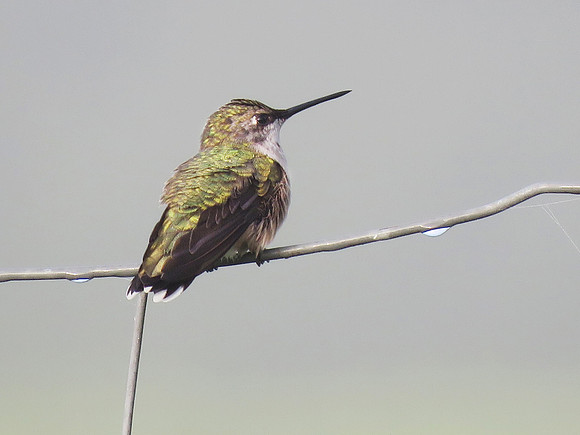 Ruby Throated Hummingbird