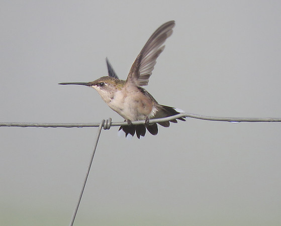 Ruby Throated Hummingbird