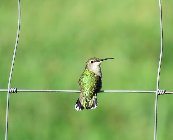 Ruby Throated Hummingbird