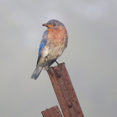 Bluebird